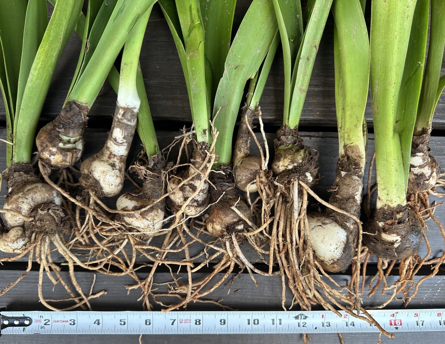 4 Large Amaryllis Bulbs