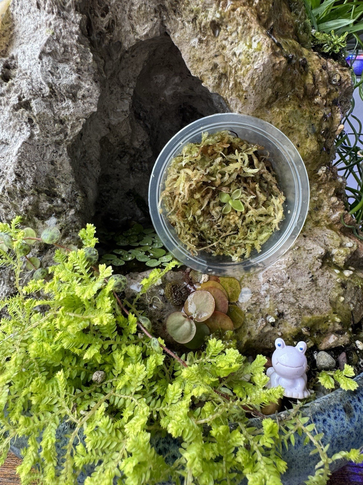Butterwort – Pinguicula ‘Estrellita’ – Carnivorous Plant Start Propagation Kit