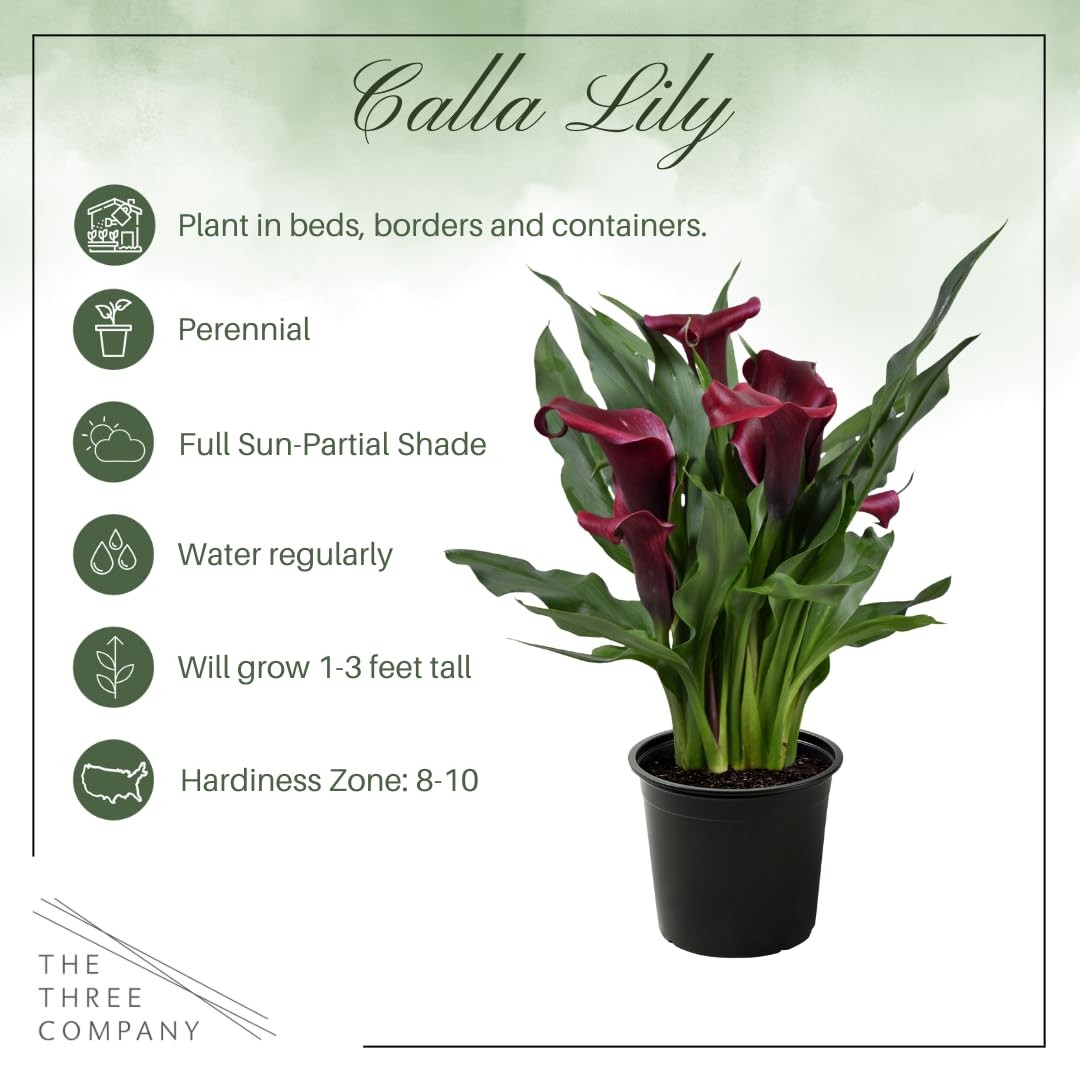 The Three Company Live Flowering Calla Lily 2 Plants Per – Red 3 – – 12