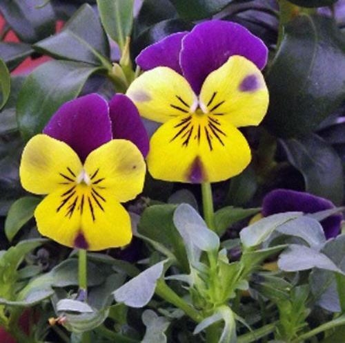Viola cornuta | Johnny-Jump-Up | Violet-Yellow | 100 Seeds