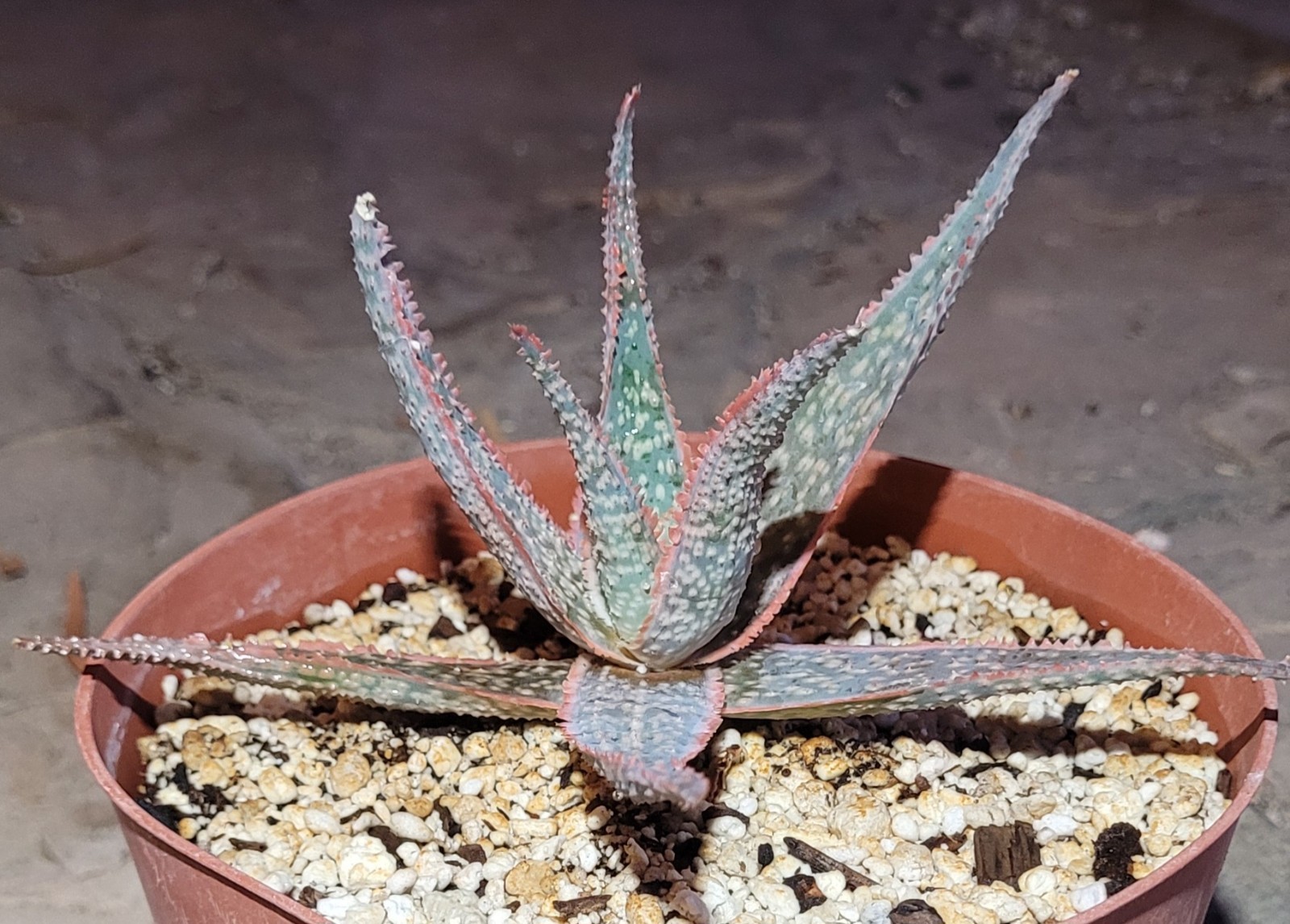 Aloe ‘Bright Star’ Kelly Griffin Hybrid 6″ Wide – Bare Root