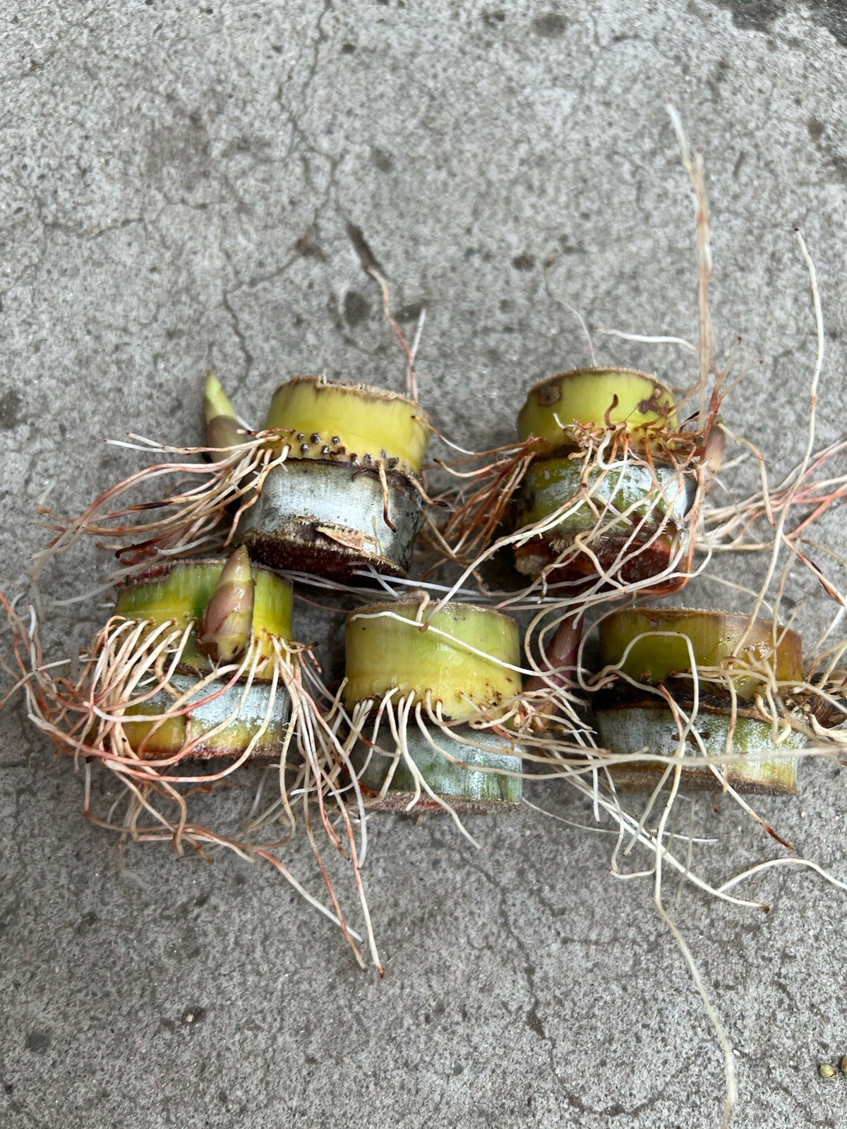 5pcs Rooted Sugarcane Cutting Sweet Juicy Tropical Live Plant Ready To Plant