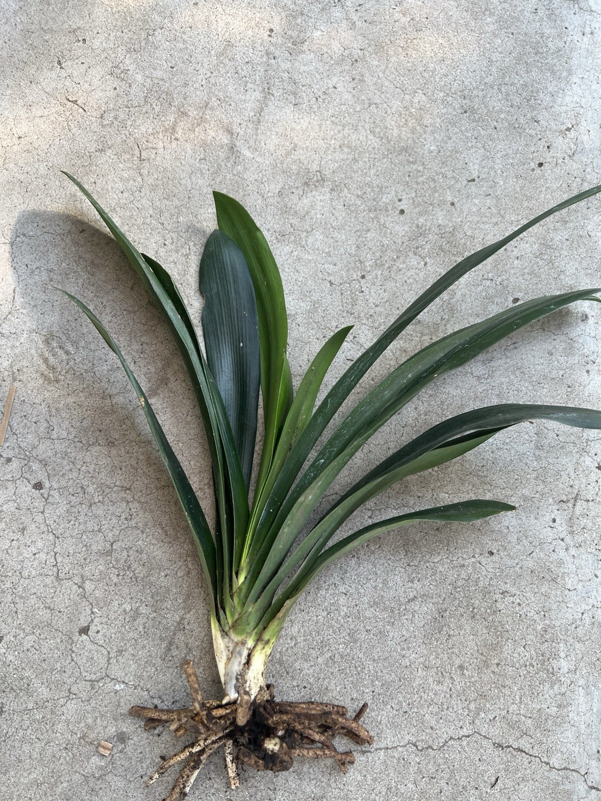 1 Clivia Miniata Bush Lily 12 Leaves Orange Flower Old Plant Bare Root No Pot