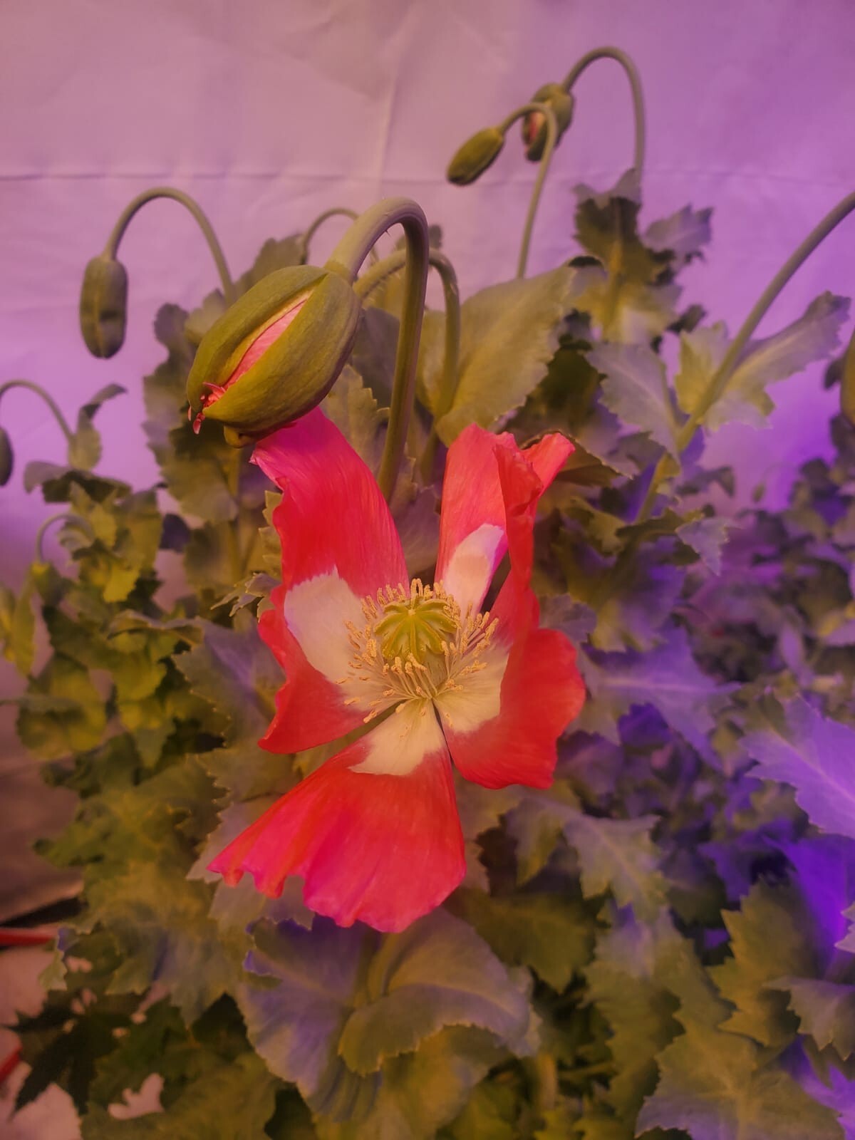 TRUE Galania Izmir Afghan Special Poppy Seeds 1500 Count Indoor/Outdoor
