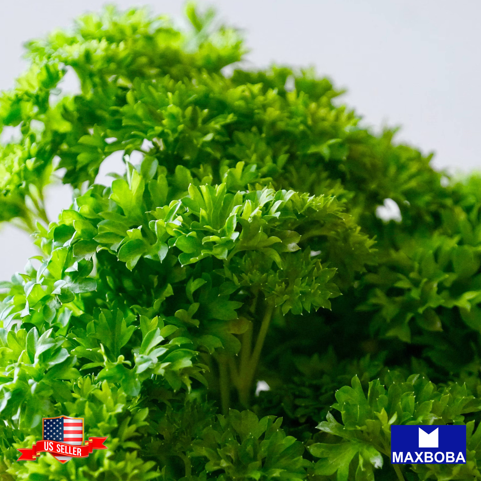 Parsley Seeds Moss Curled Organic Heirloom Non-GMO