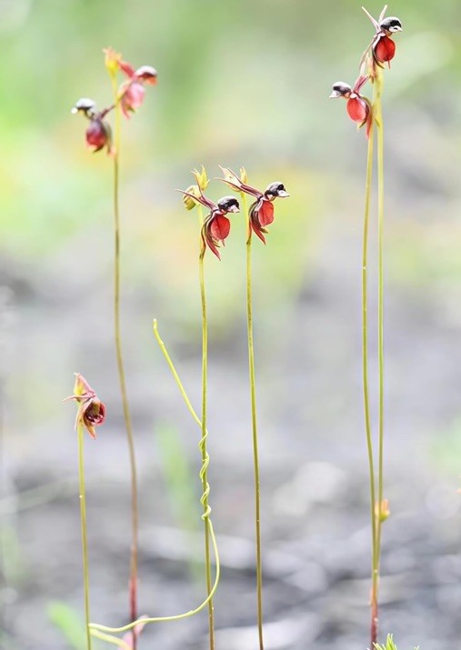 Flying Duck Orchid, 105 Seeds, Rare Exotic Flower