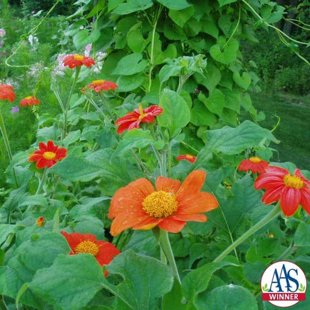 2000 Seeds Tithonia Torch AAS Winner Mexican Sunflower Seeds For Planting