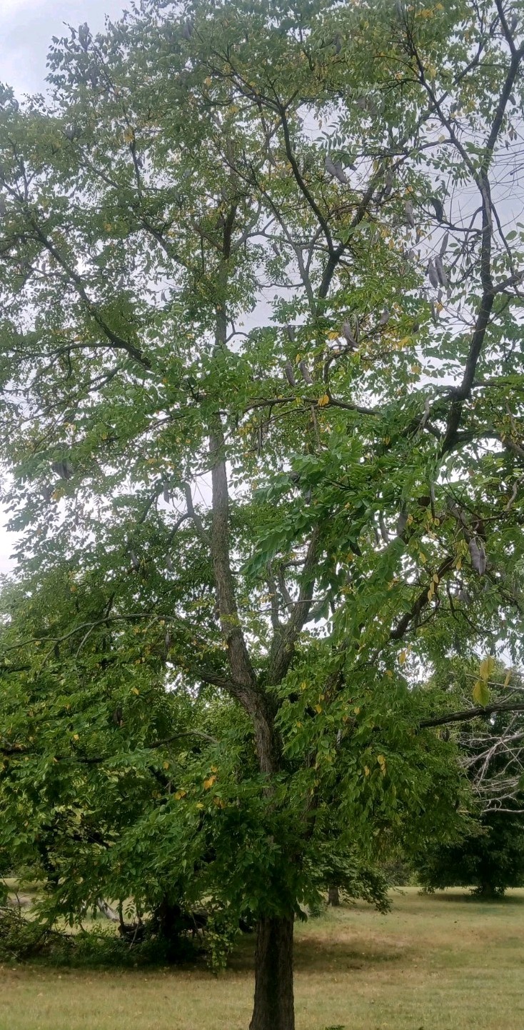 75 Kentucky Coffee-Tree Seeds