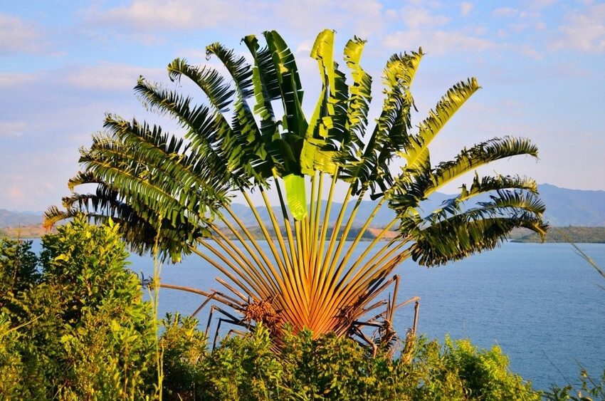 Ravenala Madagascariensis Tree of the traveler Traveller’s palm tropical 5 seeds