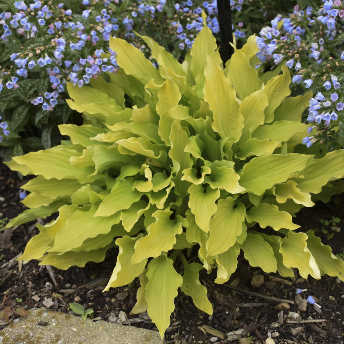 hosta TIME IN A BOTTLE small yellow wavy fast 2.5″ pot = 1 Potted Garden Plant
