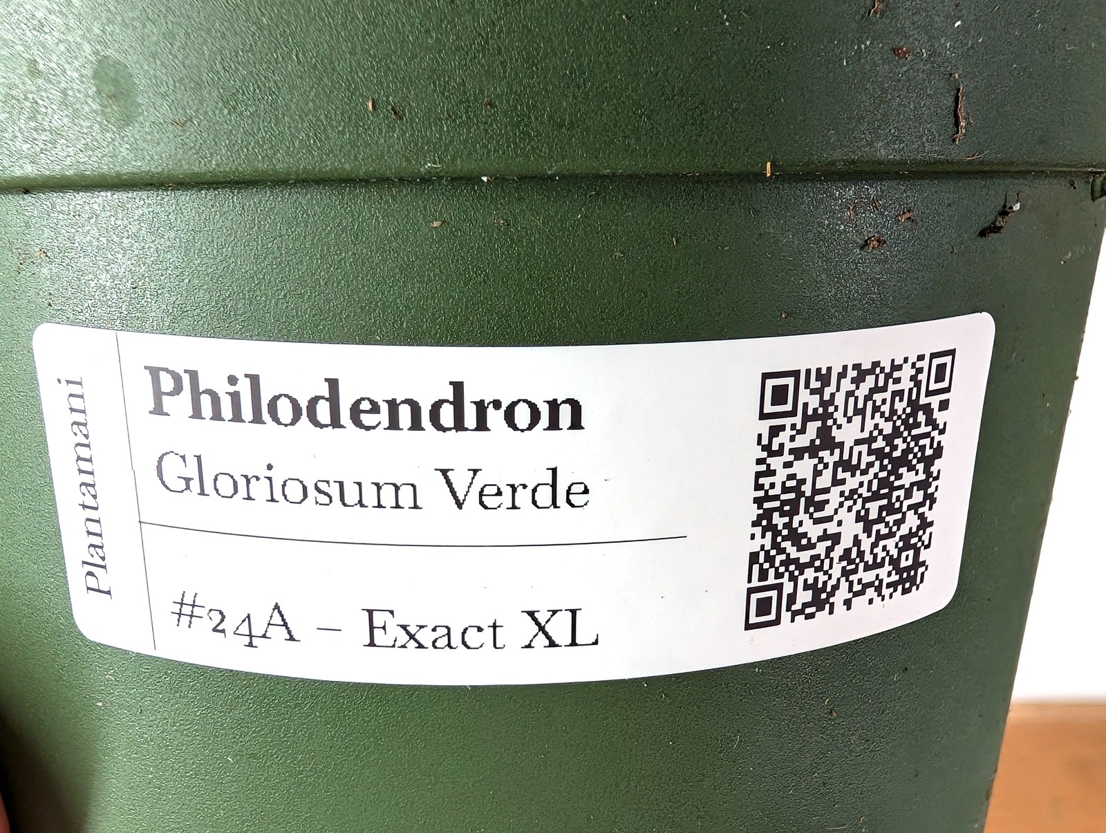 Philodendron Gloriosum Verde – Exact XL Plant in 6″ Pot (#24A)
