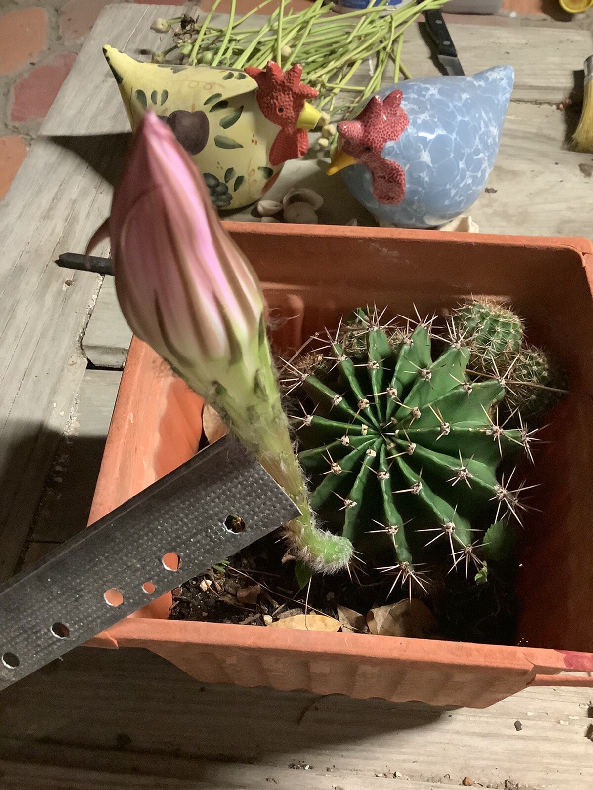 WHITE w/PINK Hedgehog Easter Lily Echinopsis Tubiflora Cactus – 1 Count