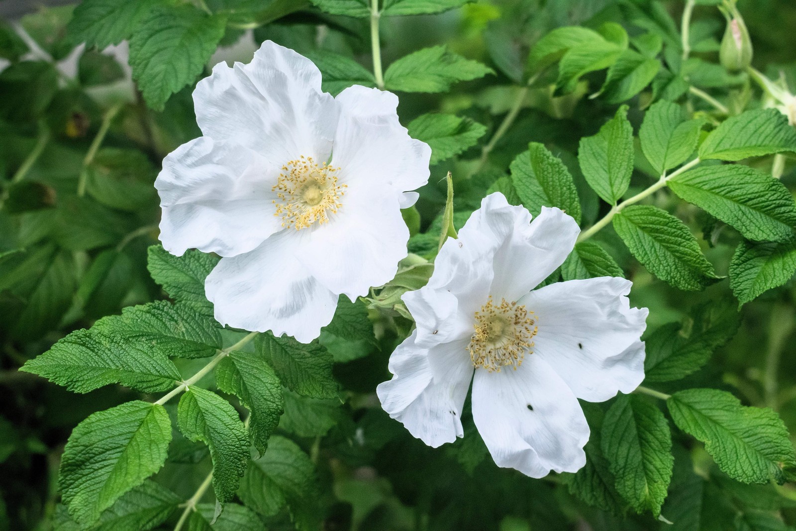 10 WHITE JAPANESE ROSE Rosa Rugosa Alba Bush Shrub Flower Seeds *Flat Shipping
