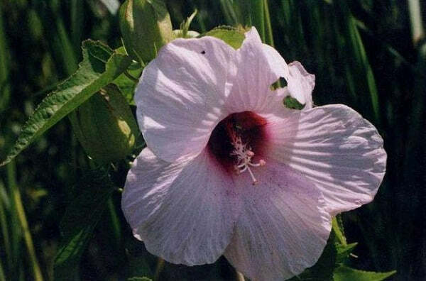 Hibiscus laevis | Soldier Rose Mallow | 10 Seeds