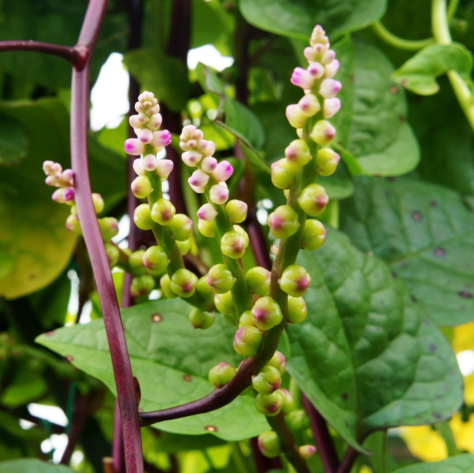 Outsidepride Basella Rubra Malabar Spinach Seeds – 100 Seeds, Purple, white
