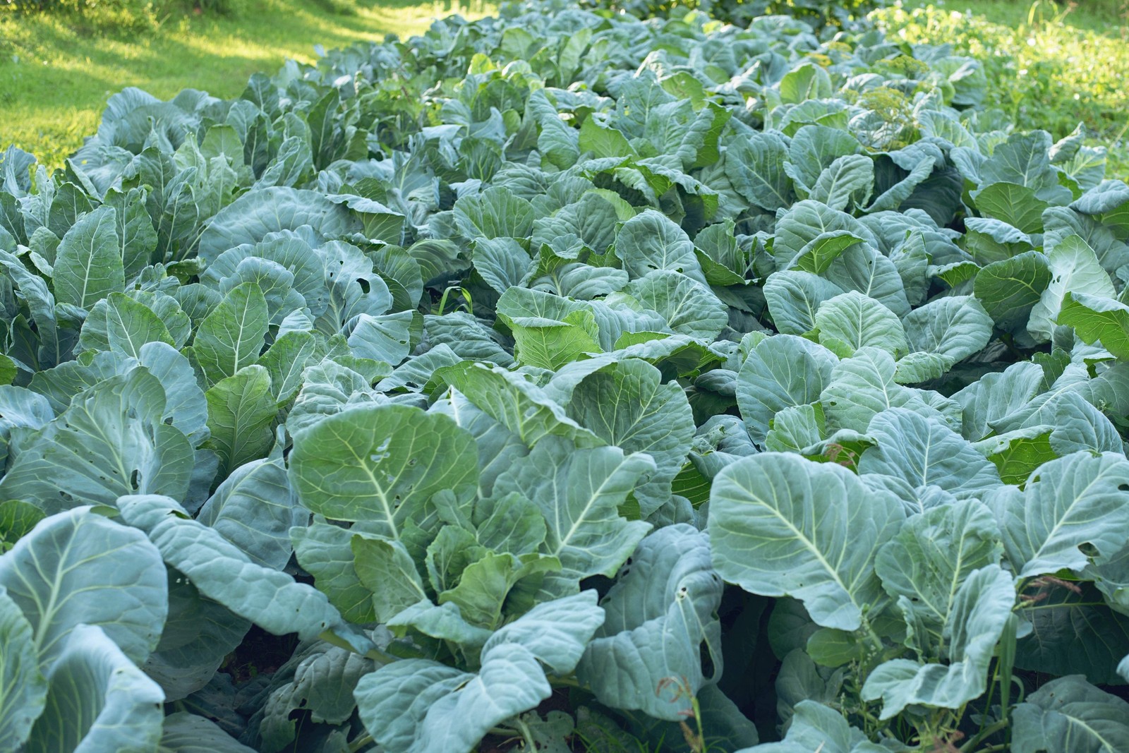 1000 GEORGIA COLLARDS (SOUTHERN / Walking) Collard Greens Brassica Oleracea Seed