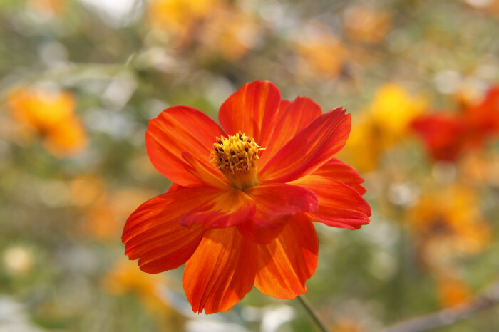 500 RED SULPHUR COSMOS Seeds (Cosmos sulphureus) | NON-GMO | Free shipping