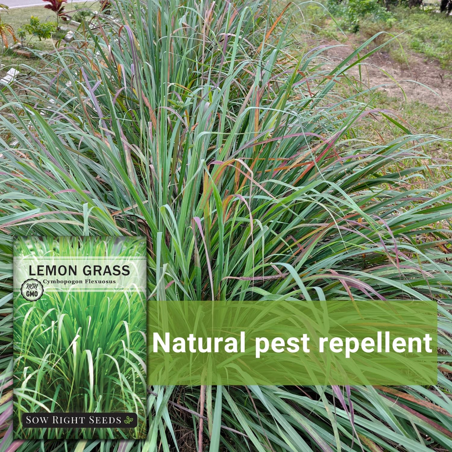 Sow Right Seeds – Lemon Grass for Planting – Non-GMO Heirloom – Brown