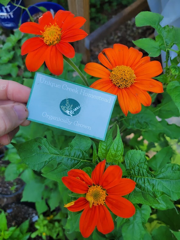 MEXICAN SUNFLOWER Seeds Bees Butterflies Hummingbirds LOVE THEM! Pollinators