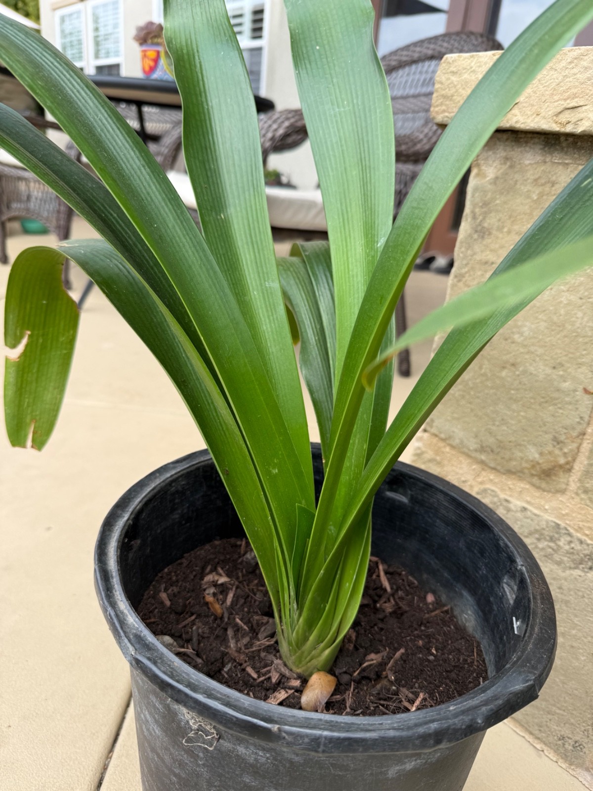 1 Large, Mature Yellow Clivia Miniata Bush Lily Plants, 10 -12 Leaves