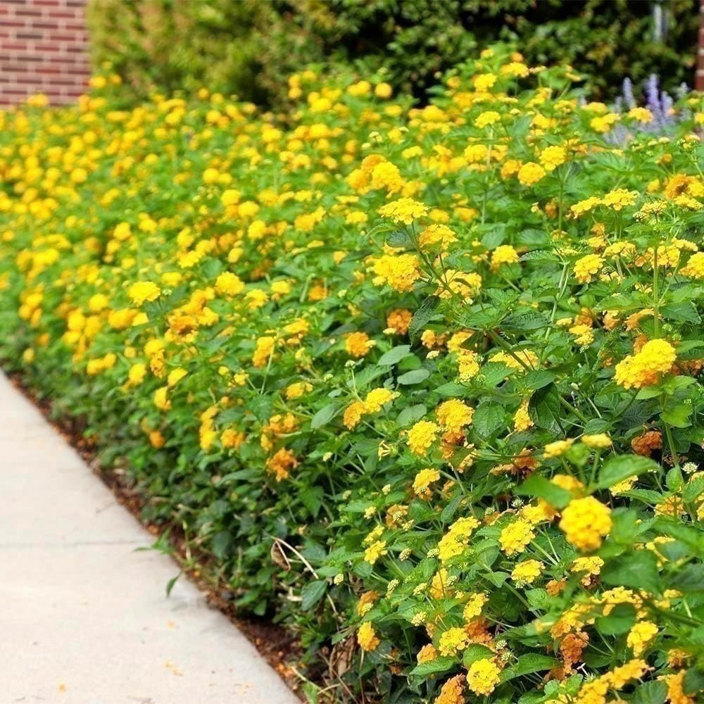Lantana New Gold I Live Plants I Verbenaceae Camara I Live Vibrant Golden…