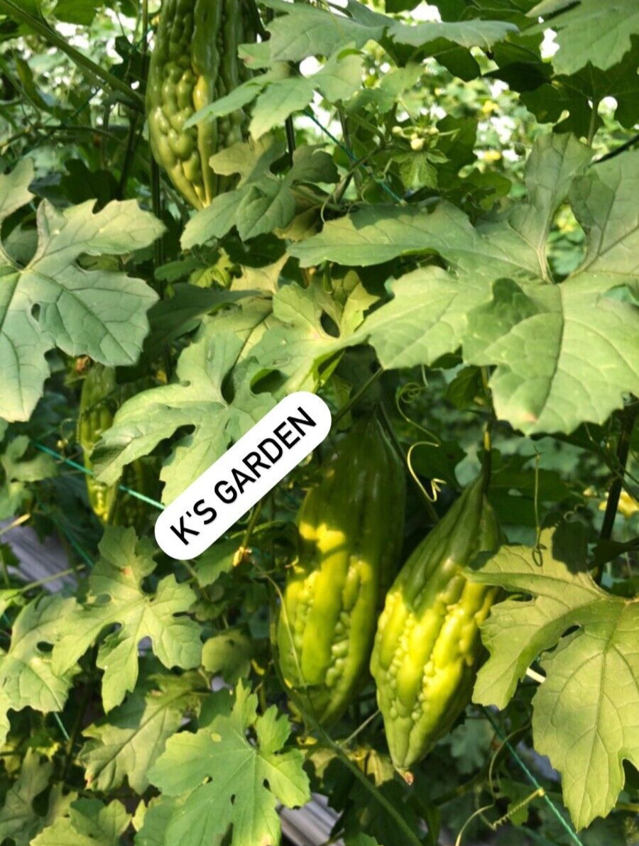 SHORT GREEN SKIN BITTER MELON SEEDS – KHỔ QUA TRÁI LÙN (5 pcs)