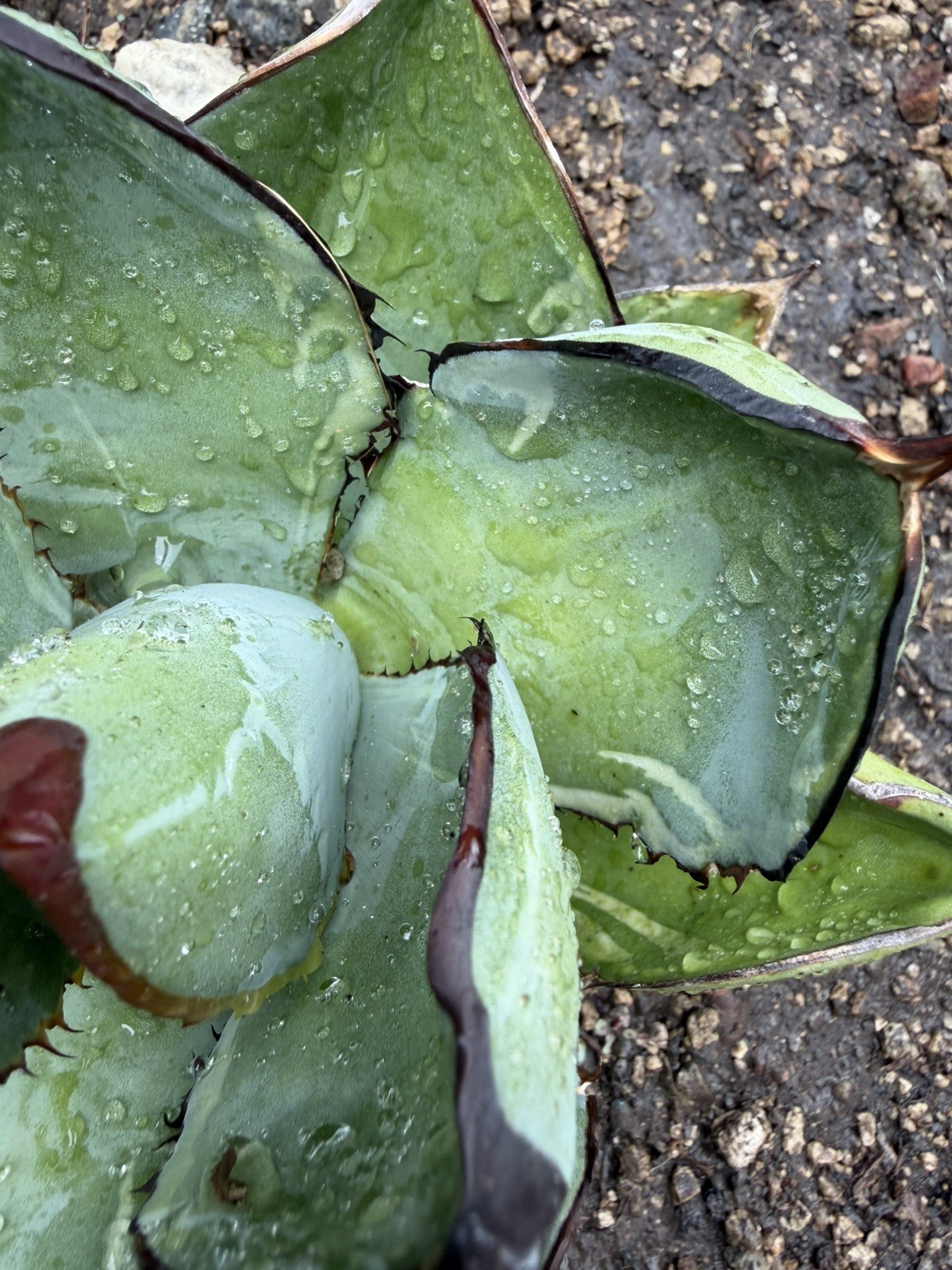 Agave Titanota ‘Juggernaut’ Variegated black and blue