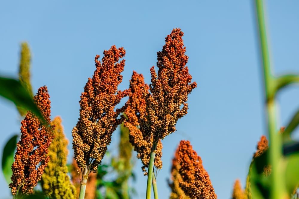 Sweet Sugar Cane Sorghum Seeds for Planting – Heirloom & 500