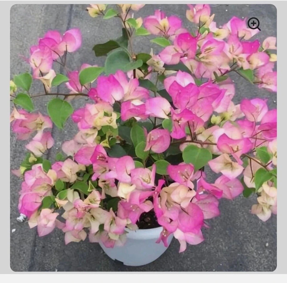 4” Pot of Bambino Bi Color Pink Bougainvillea Plant-Height & Fullness Varies