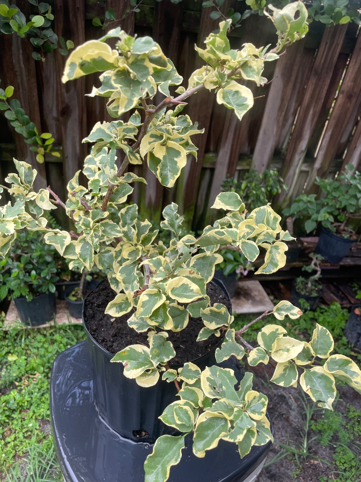 Bonsai Style Pre-bonsai Fuchsia raspberry iceraspber Bougainvillea Tree 6 years