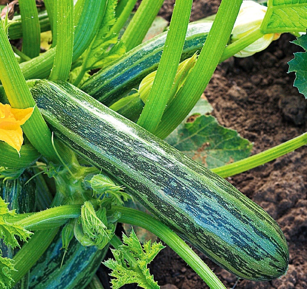 45 Organic Non-GMO Cocozelle Zucchini Summer Squash Seeds- Seeds Of Tomorrow