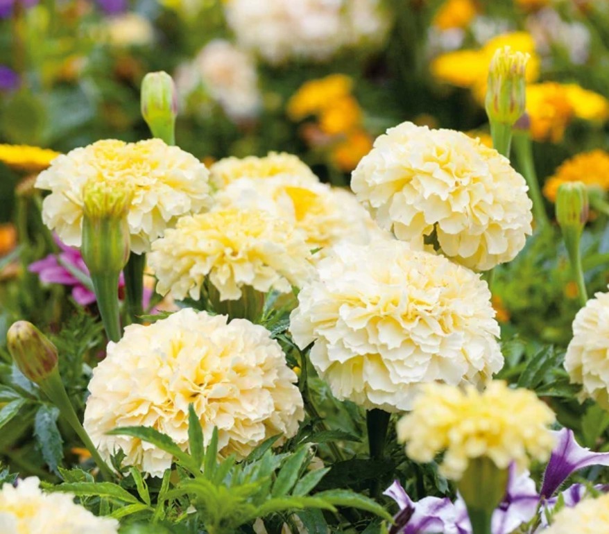 100+ Moonlight African Marigold Seeds **Fresh Seeds* ~~Free Shipping~~