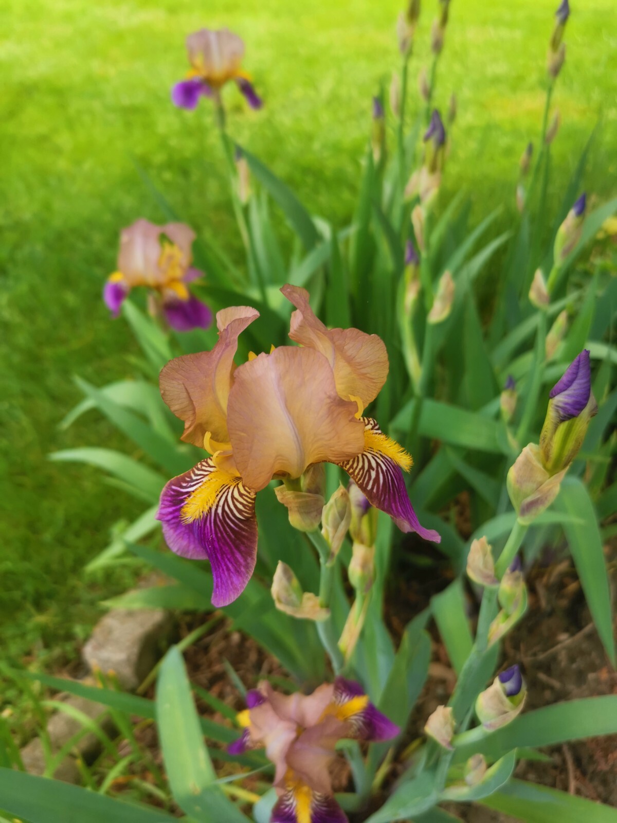 4 IRIS BULBS w/roots READY TO PLANT, Rare Light Purple Color