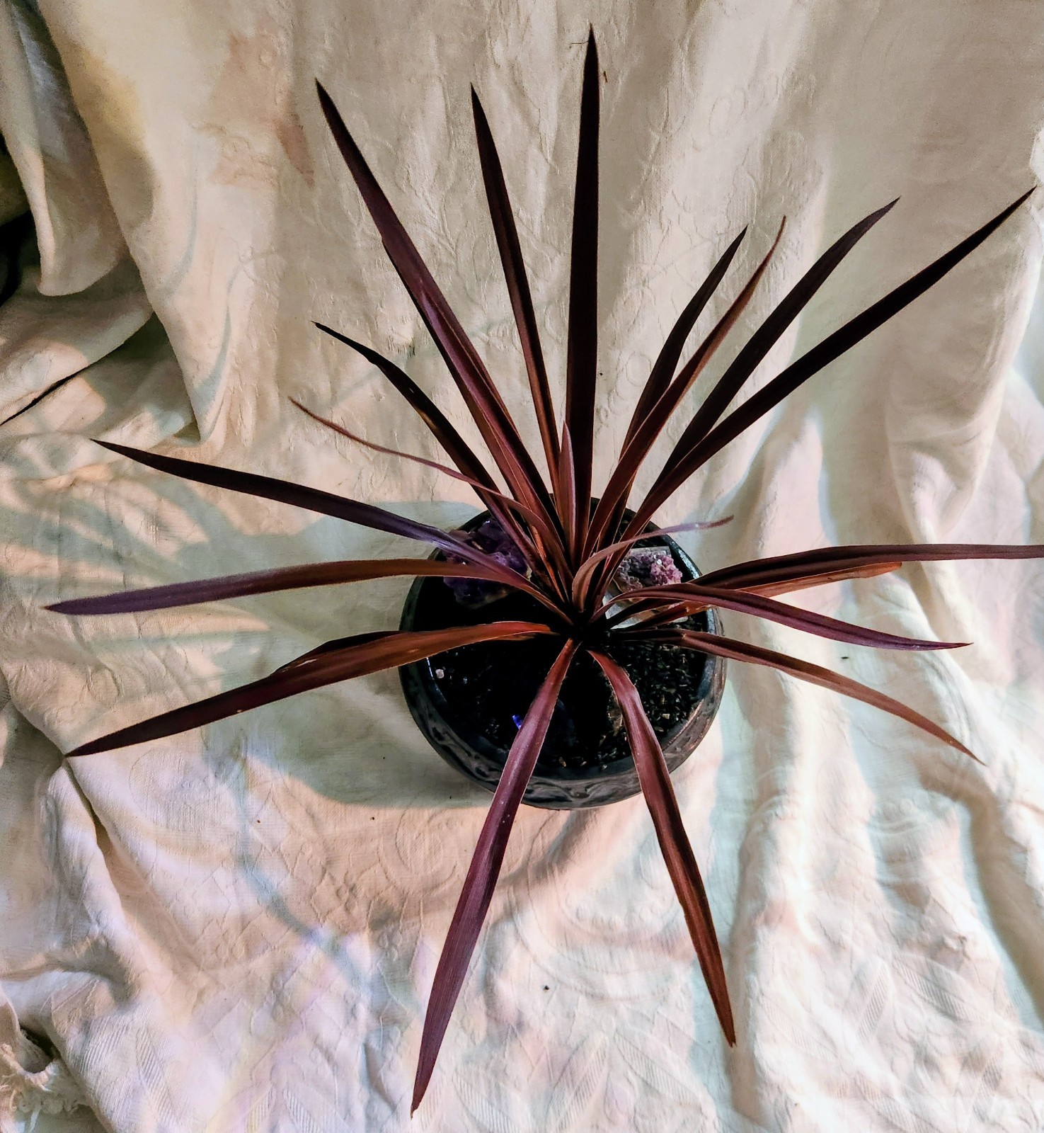 Live Burgundy Cordyline in Hand-Finished Charcoal & Silver Embossed Planter