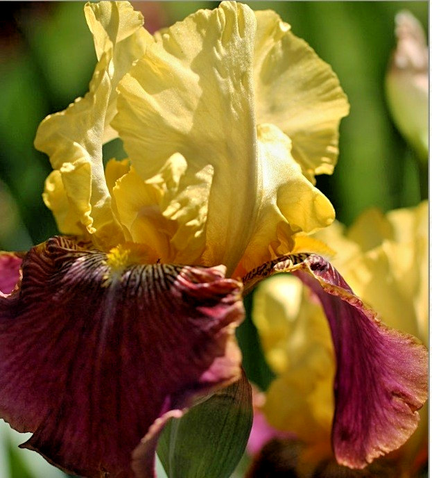 1 Tall Bearded Iris Rhizome/Bulb~BLATANT~Reblooming~YELLOW & BURGUNDY Flowers