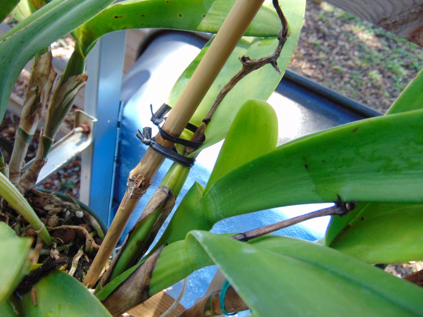 Pot. Jessie Lee ‘Hawaii’ 6 SHEATHS 6″ pot HUGE PLANT