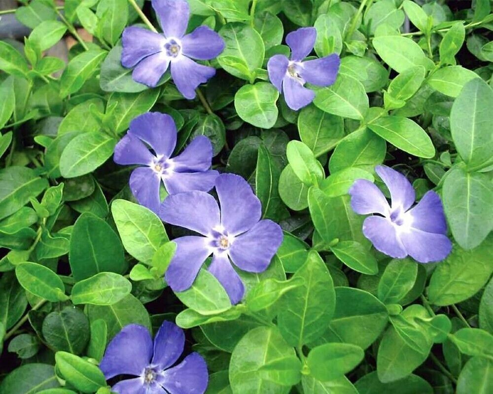 35 Creeping Myrtle Periwinkle Vinca Vines Flowering Plants Ground Cover, SHADE
