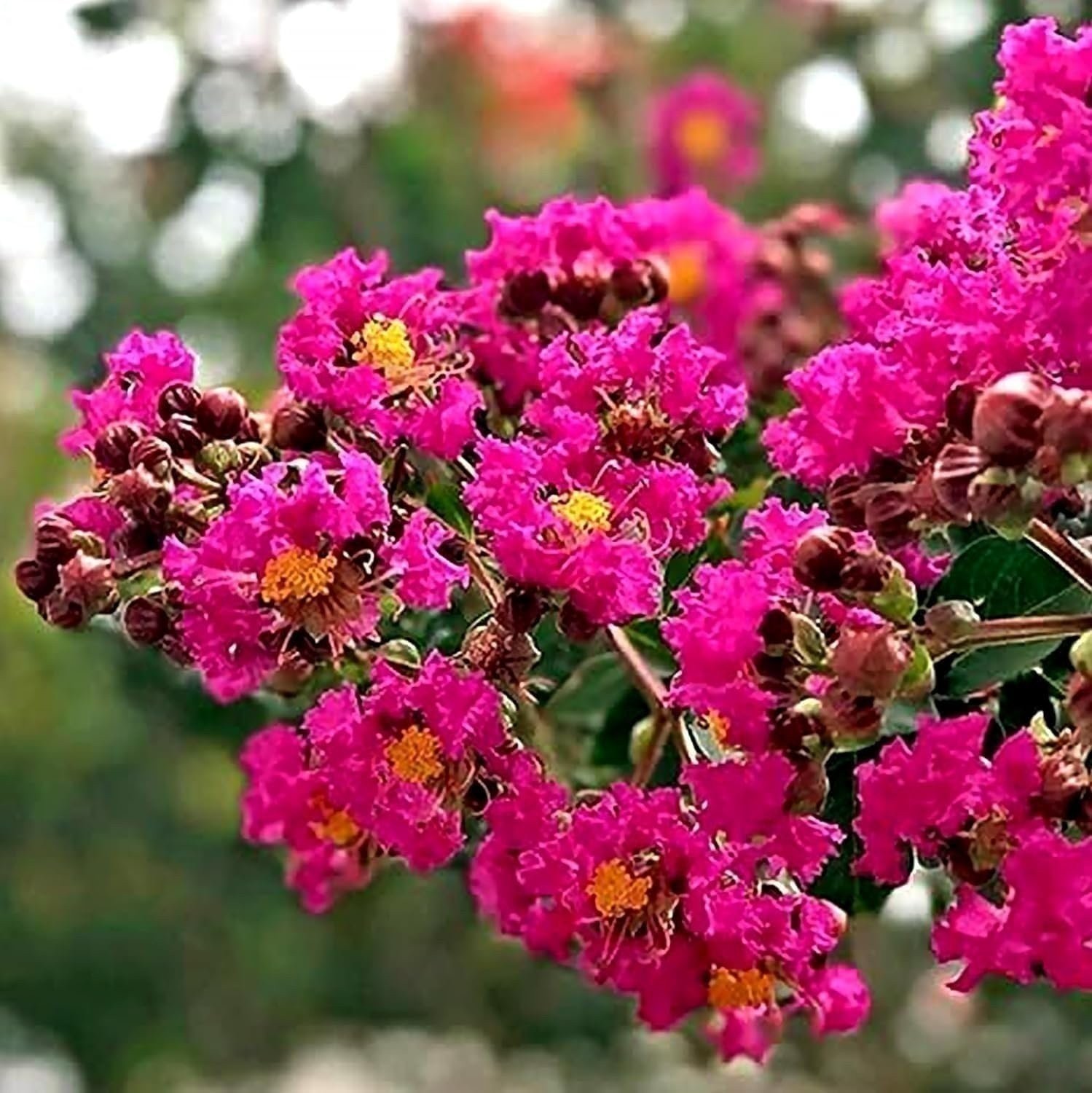 Crape Myrtle Tonto | 3 Gallon | Lagerstroemia indica | Flowering Tree Plant