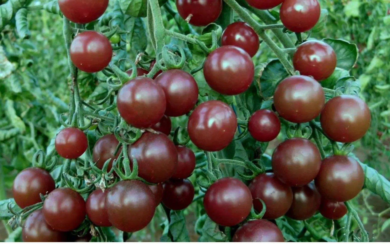 240+ Chocolate Cherry Tomato Seeds – Super Sweet – Heirloom ————— RARE