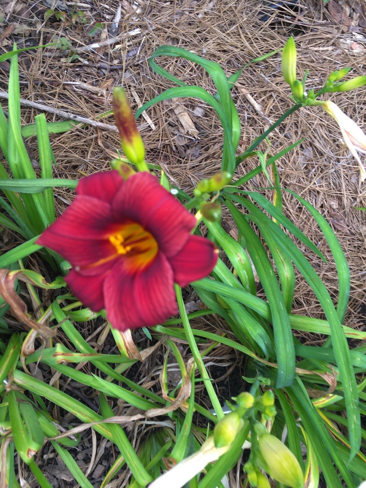 20 MIXED COLORS DAYLILY Mix Red Purple Flower Seeds FREE SHIP