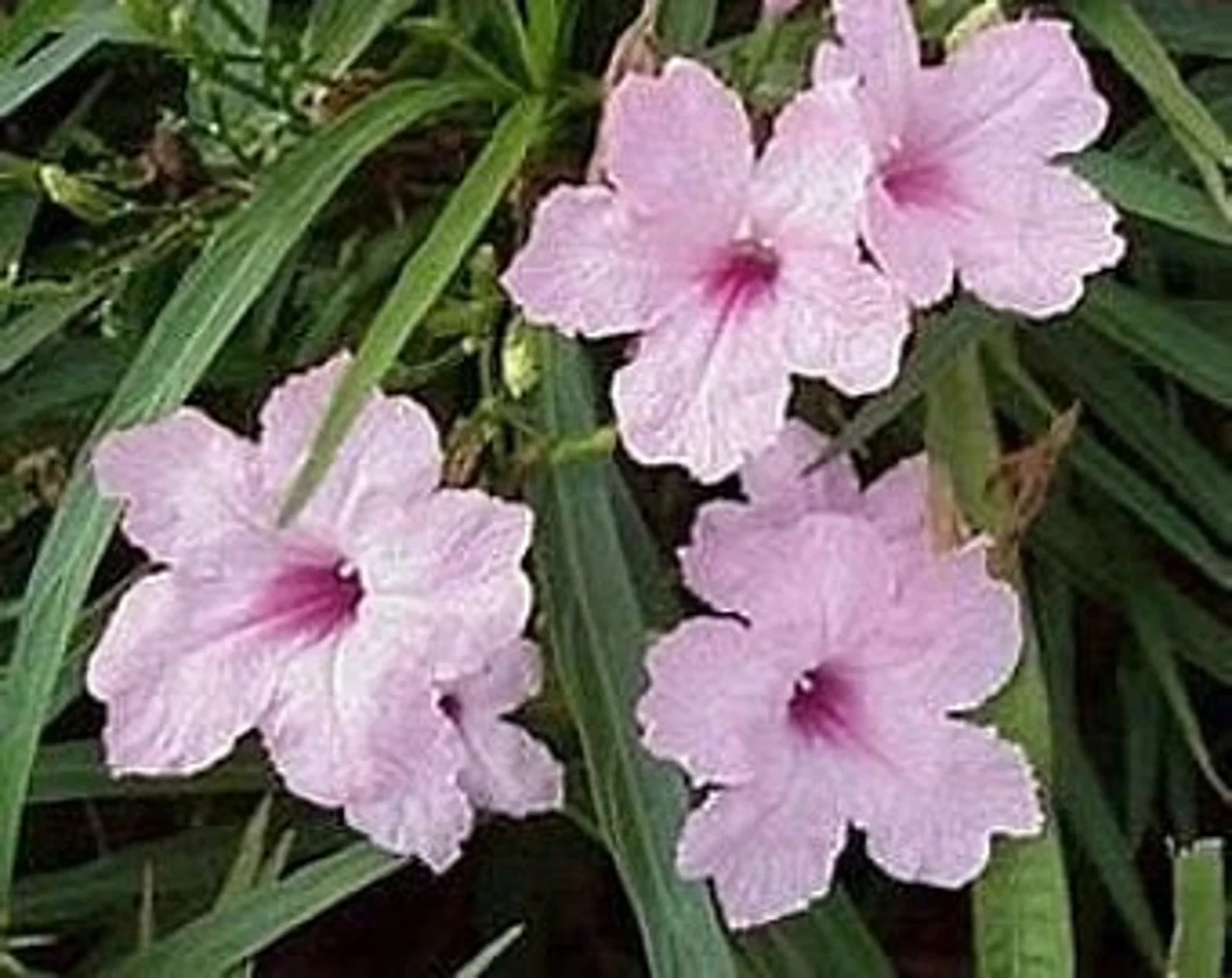 Pink Mexican Petunia/ Ruellia (6) Live potted plants with roots