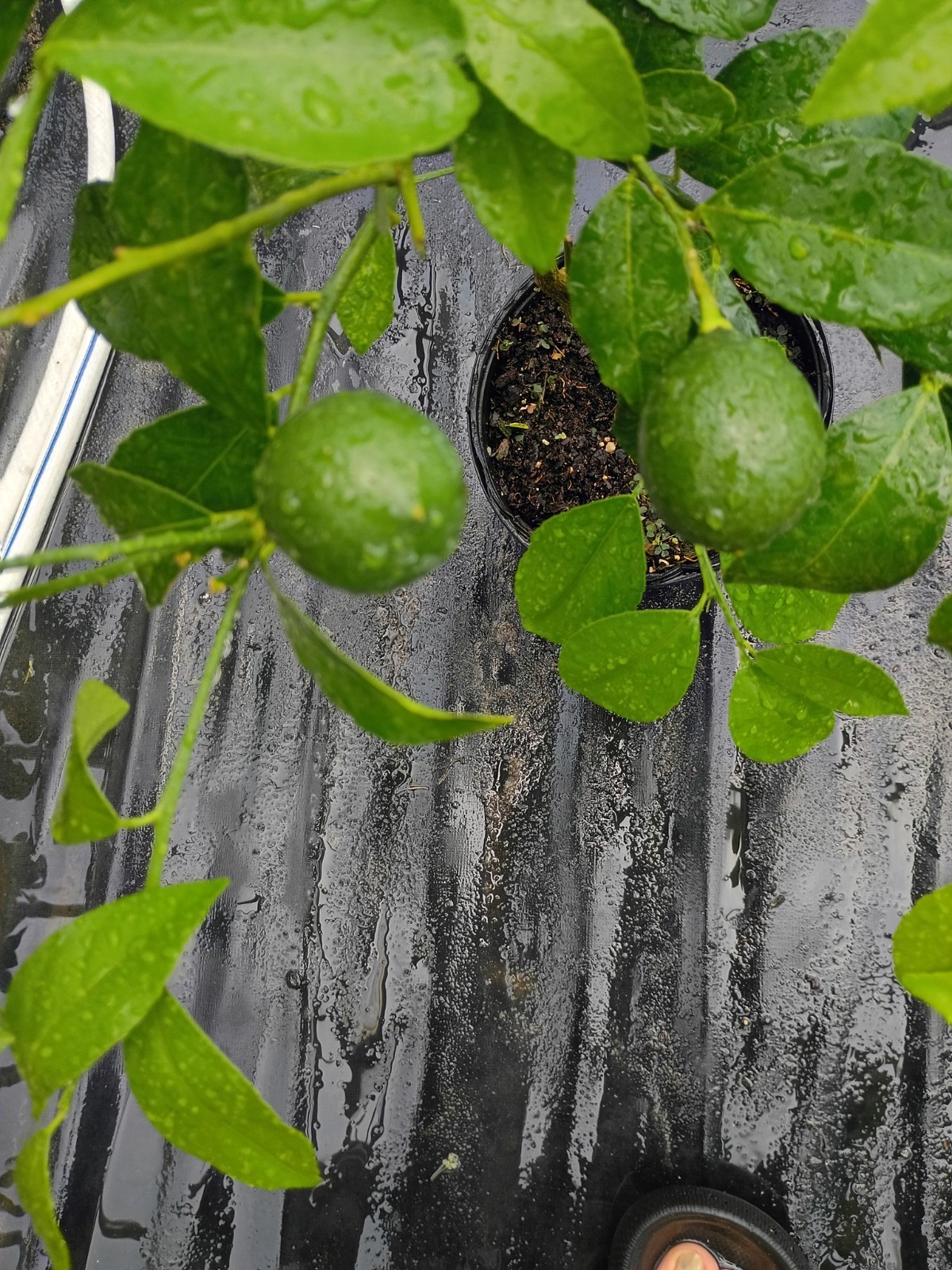 Beautiful Grafted Meyer Lemon Tree in 1 Gallon Pot Producing plenty of Lemons