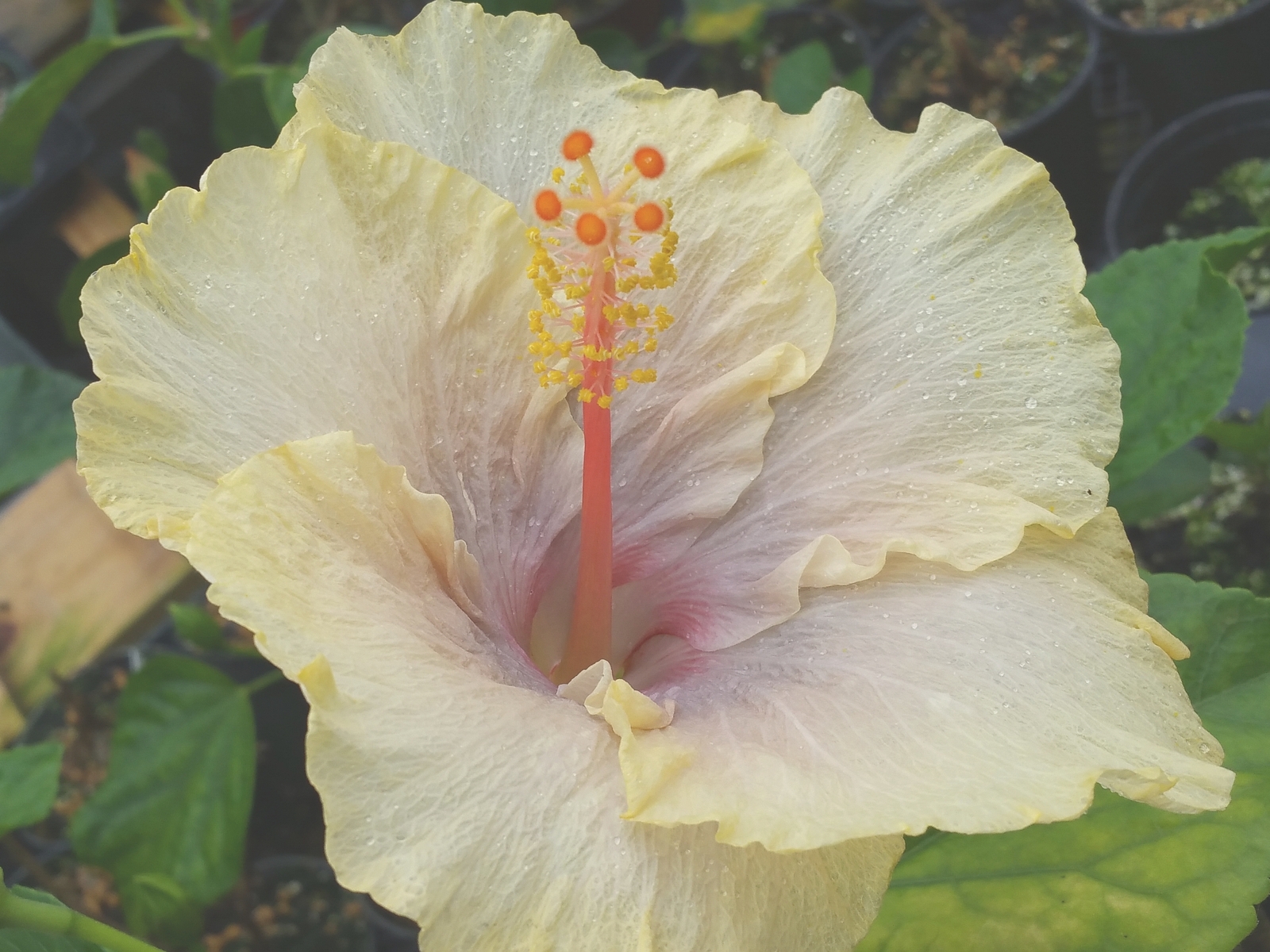 FAIRY MUSIC Tropical Hibiscus Plant Single Pale Yellow Lavender Flower