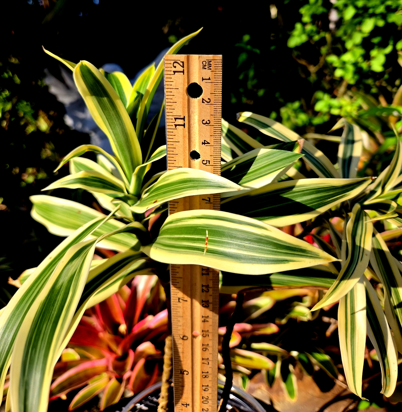 Dracaena **12 inch.***SONG OF INDIA*****FLORIDA FRESH **ROOTED PLANT**