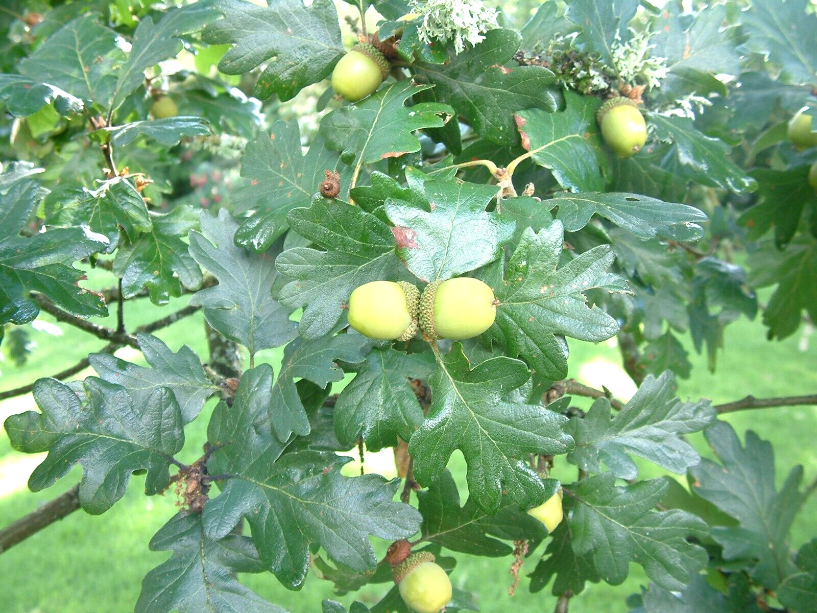 12 OREGON WHITE OAK ACORNS – Quercus garryana var. garryana