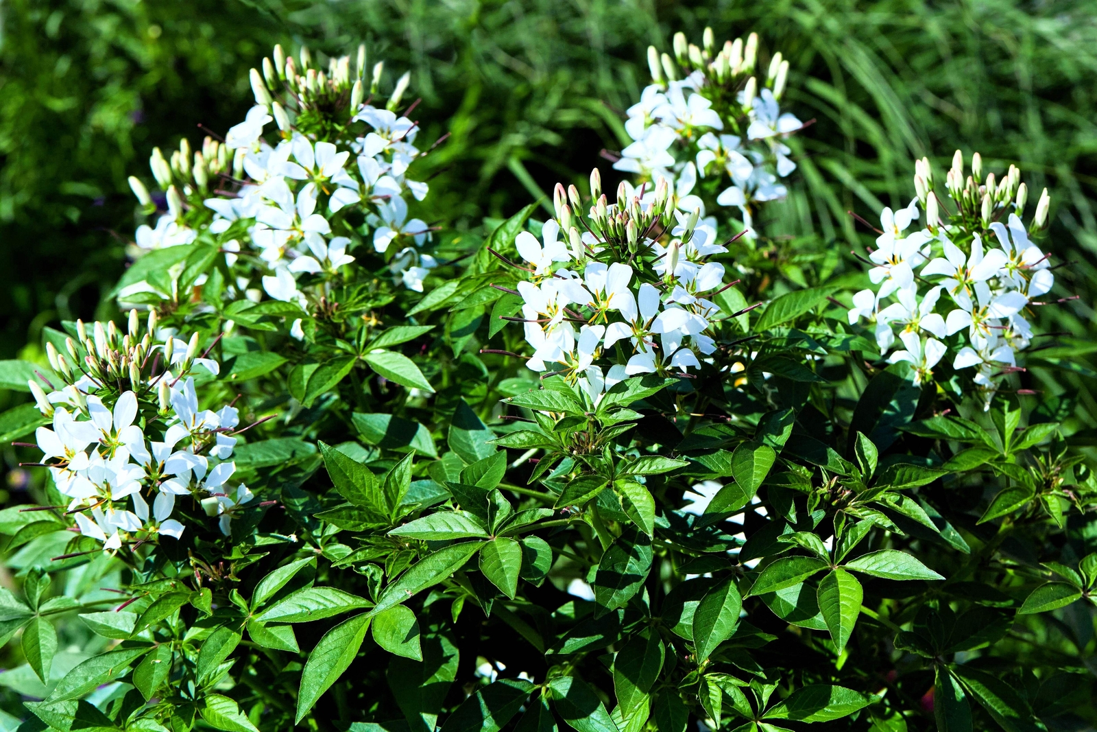 200 WHITE QUEEN CLEOME Hassleriana Cleome Spinosa Spider Flower Seeds