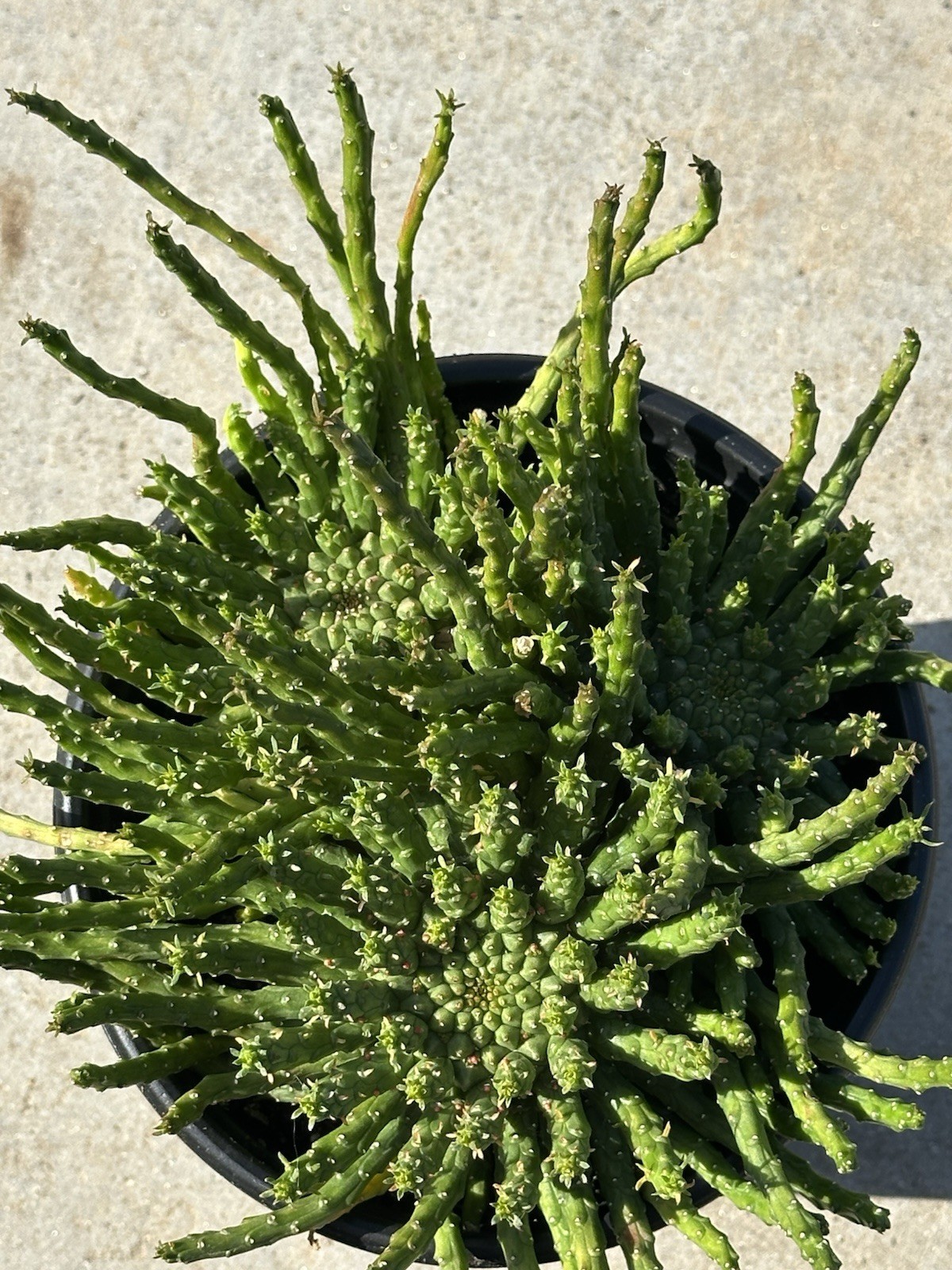 1 Gallon Large Euphorbia flanaganii Medusa’s Head Succulent 3+ Main Heads