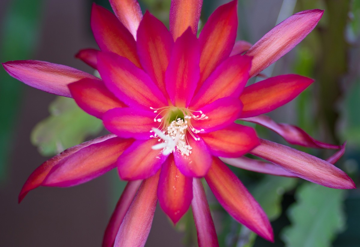 1 Irette Epiphyllum Orchid Cactus Cutting 8-10 inches long