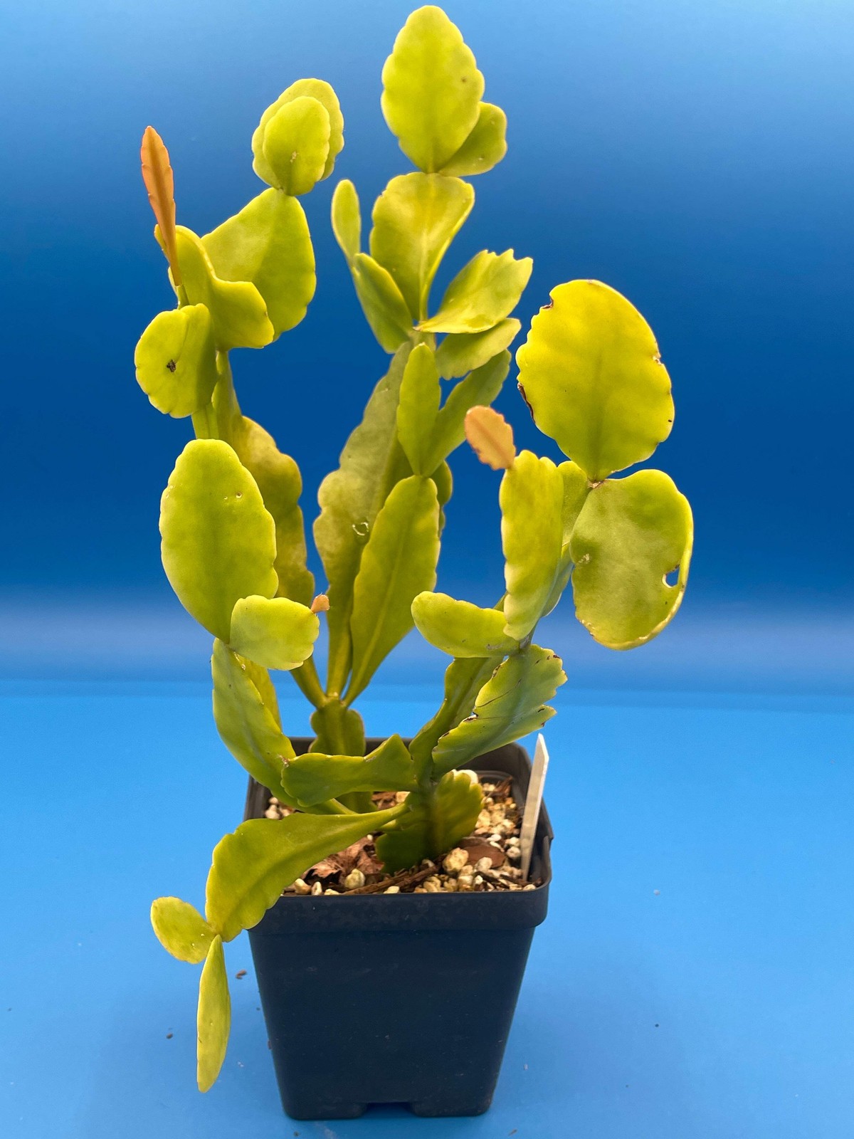 Rhipsalis Pachyptera Cactus – Ready For Hanging Basket- 3.5″ Pot- Big/Oversized!