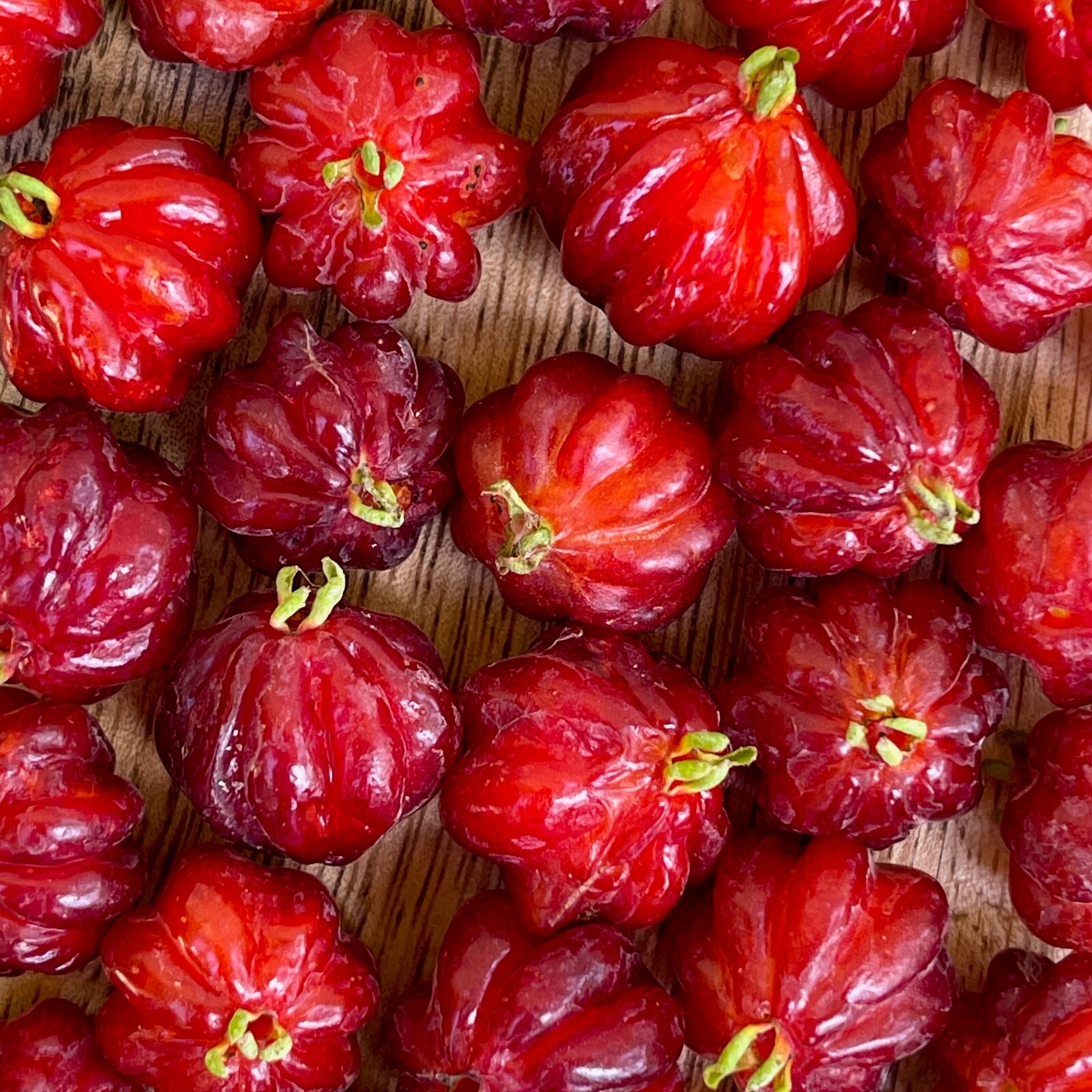 BEST Pitanga Eugenia Uniflora Surinam Cherry Plant Dark Red Fruit Tree Potted